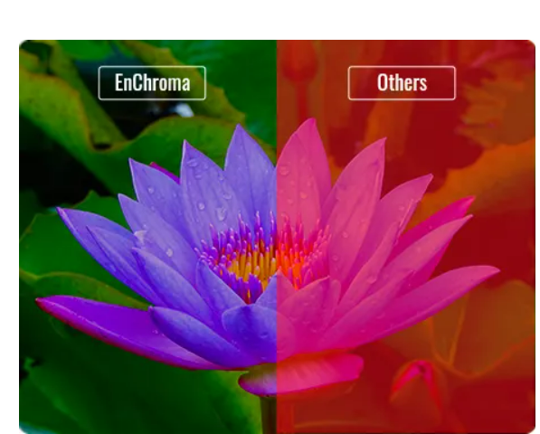 EnChroma color-enhancing glasses demonstration: vibrant lotus flower vs. muted standard view for color blindness